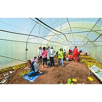 Bertrams Inner City Farm - A Bambanani Food and Herb Cooperative Project image