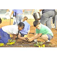 Bertrams Inner City Farm - A Bambanani Food and Herb Cooperative Project image