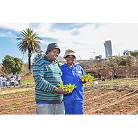 Bertrams Inner City Farm - A Bambanani Food and Herb Cooperative Project image