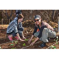 Bertrams Inner City Farm - A Bambanani Food and Herb Cooperative Project image
