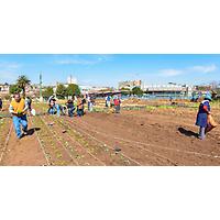 Bertrams Inner City Farm - A Bambanani Food and Herb Cooperative Project image